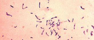 Дифтерийные палочки (Corynebacterium diphtheriae) - грамположительные палочковидные бактерии