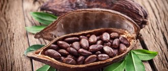 What is cocoa made from?