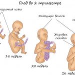 How the fetus develops in the 2nd trimester, photo