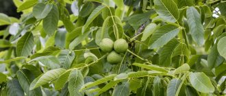 Листья и плоды грецкого ореха