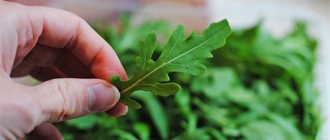 Can a nursing mother add arugula to her diet?
