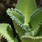 About the beneficial properties of Kalanchoe