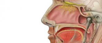 Olfactory nerve