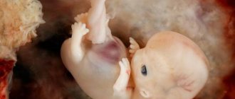 Embryo development by week of pregnancy