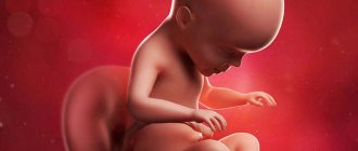 Fetal development at 26 weeks of pregnancy