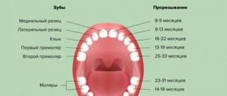 Схема прорезывания зубов