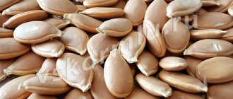 Pumpkin seeds have a beneficial effect on the health of nursing mothers and babies